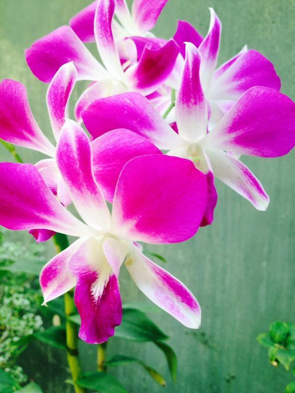 Manik Home Stay Kudapaduwa المظهر الخارجي الصورة